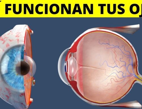 Los OJOS: cómo funcionan, anatomía, partes, funciones, sentido de la vista